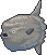Ocean sunfish sprite.png