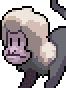 Capuchin portrait anim.gif