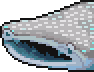 Whale shark portrait.png